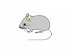 wror9pyy